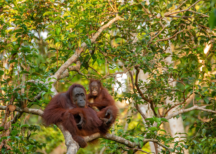Orangutan Appeal UK | Renewable Hub